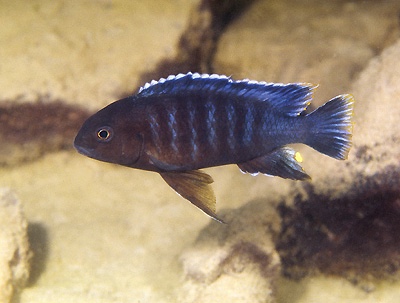 Tropheops romandi 'Thumbi West Island'